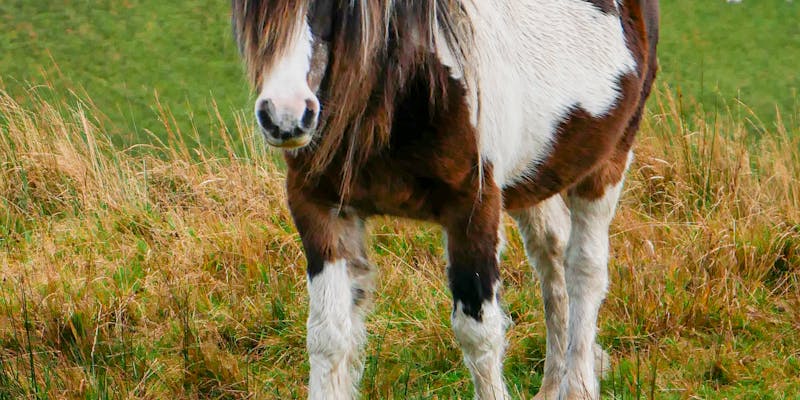 Pony voeding: het verschil met een groot paard
