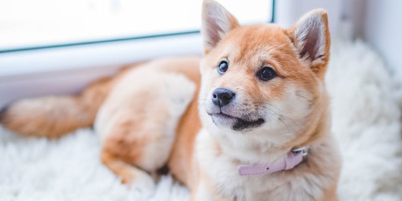 Puppy voeding: het eerste jaar goed beginnen