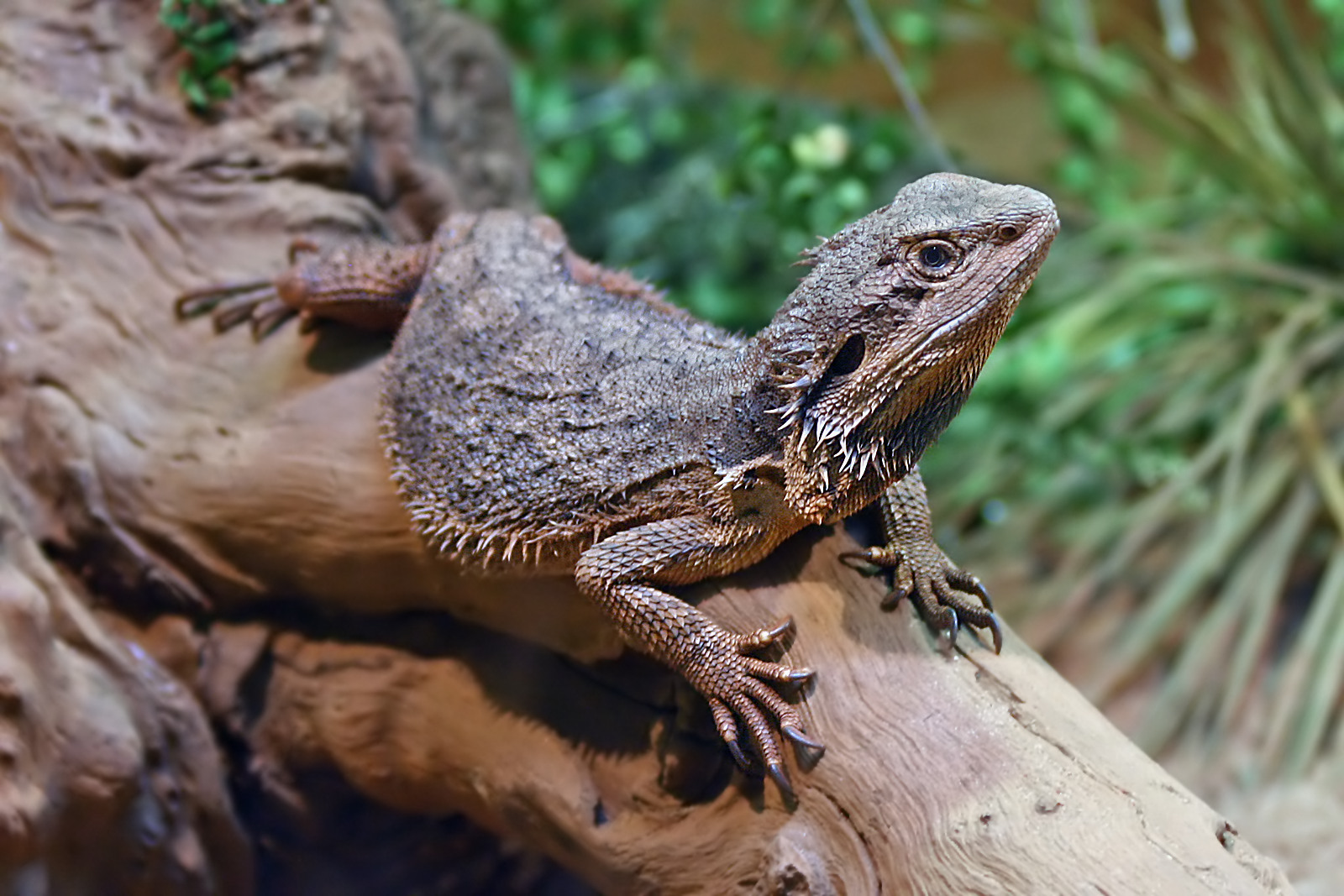 Reptielen voeren: basisgids voor beginners