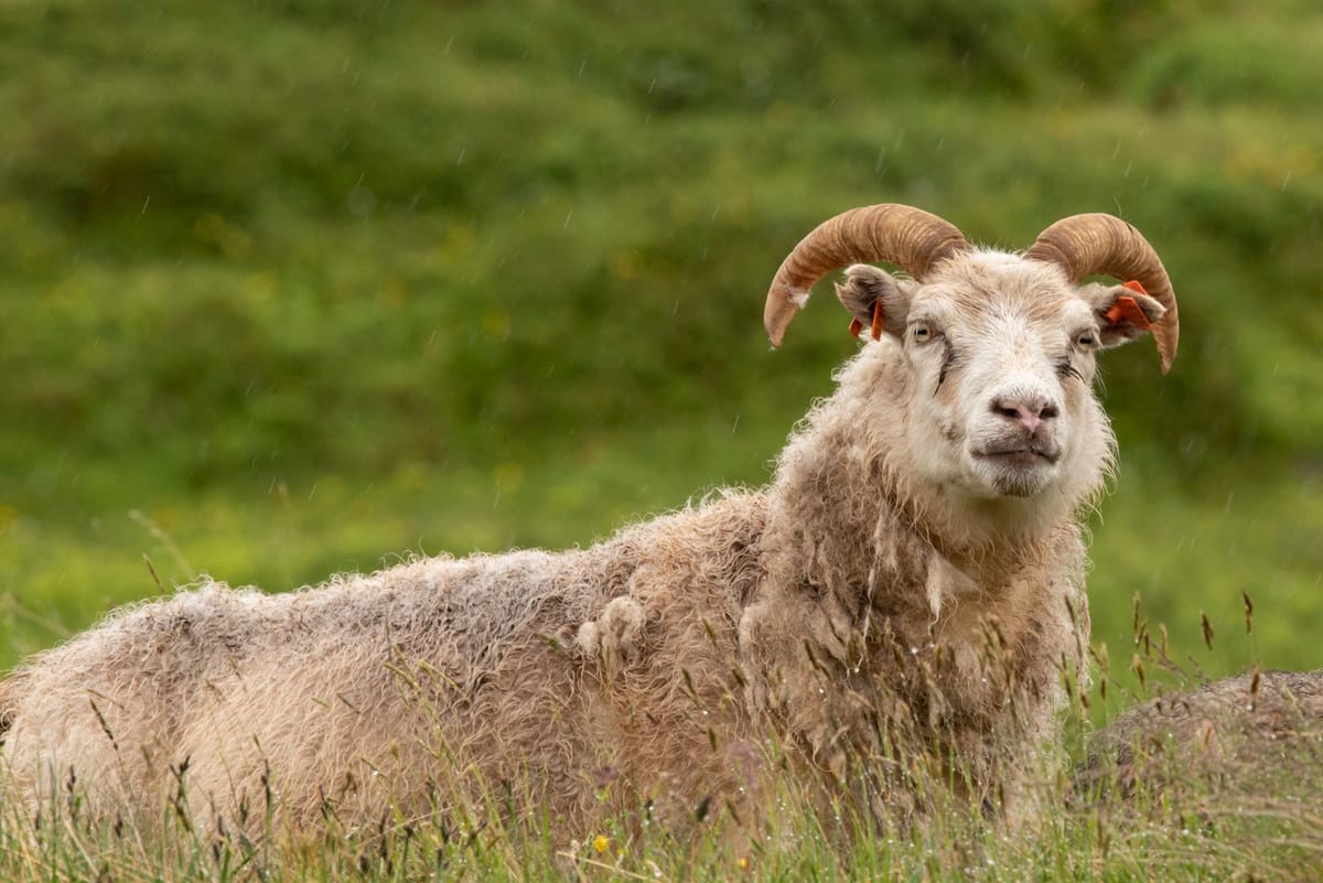 Rotkreupel bij schapen: herkennen, behandelen en voorkomen