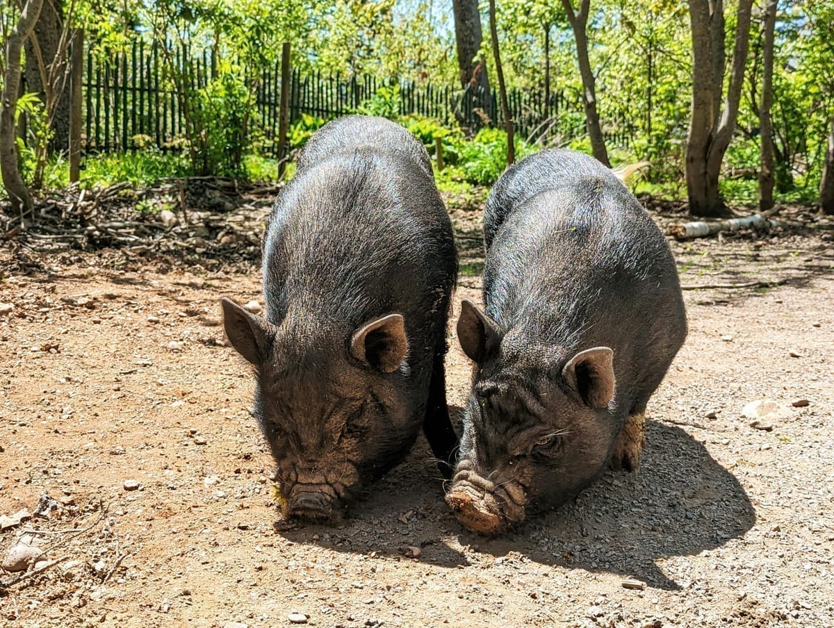 Ruwvoer voor hobbyvarkens: meer dan alleen brok