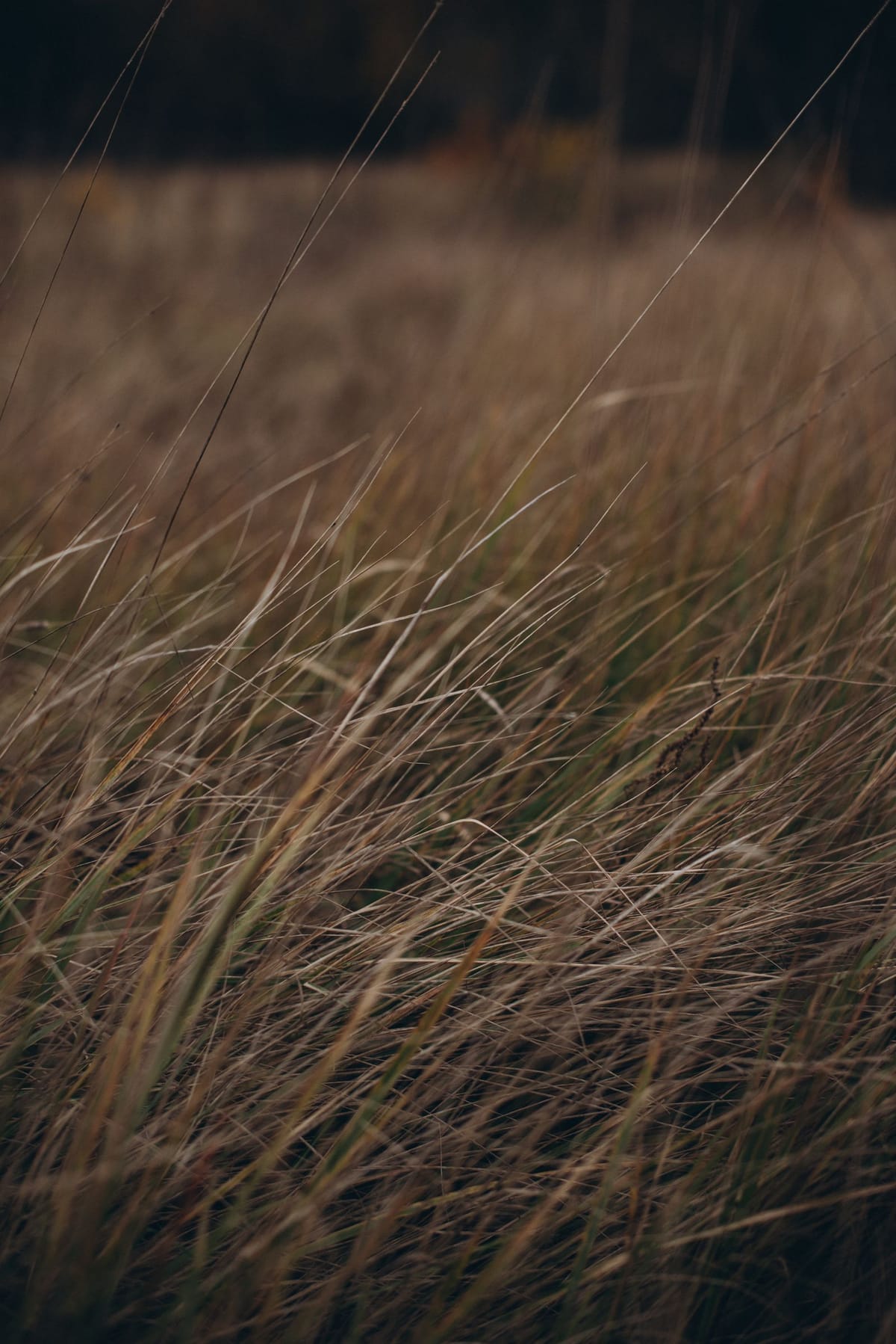 Ruwvoertekort door droogte: zo kom je met je dieren de winter door