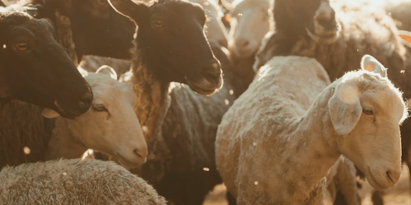 Schaap te mager: oorzaken en wat u kunt doen