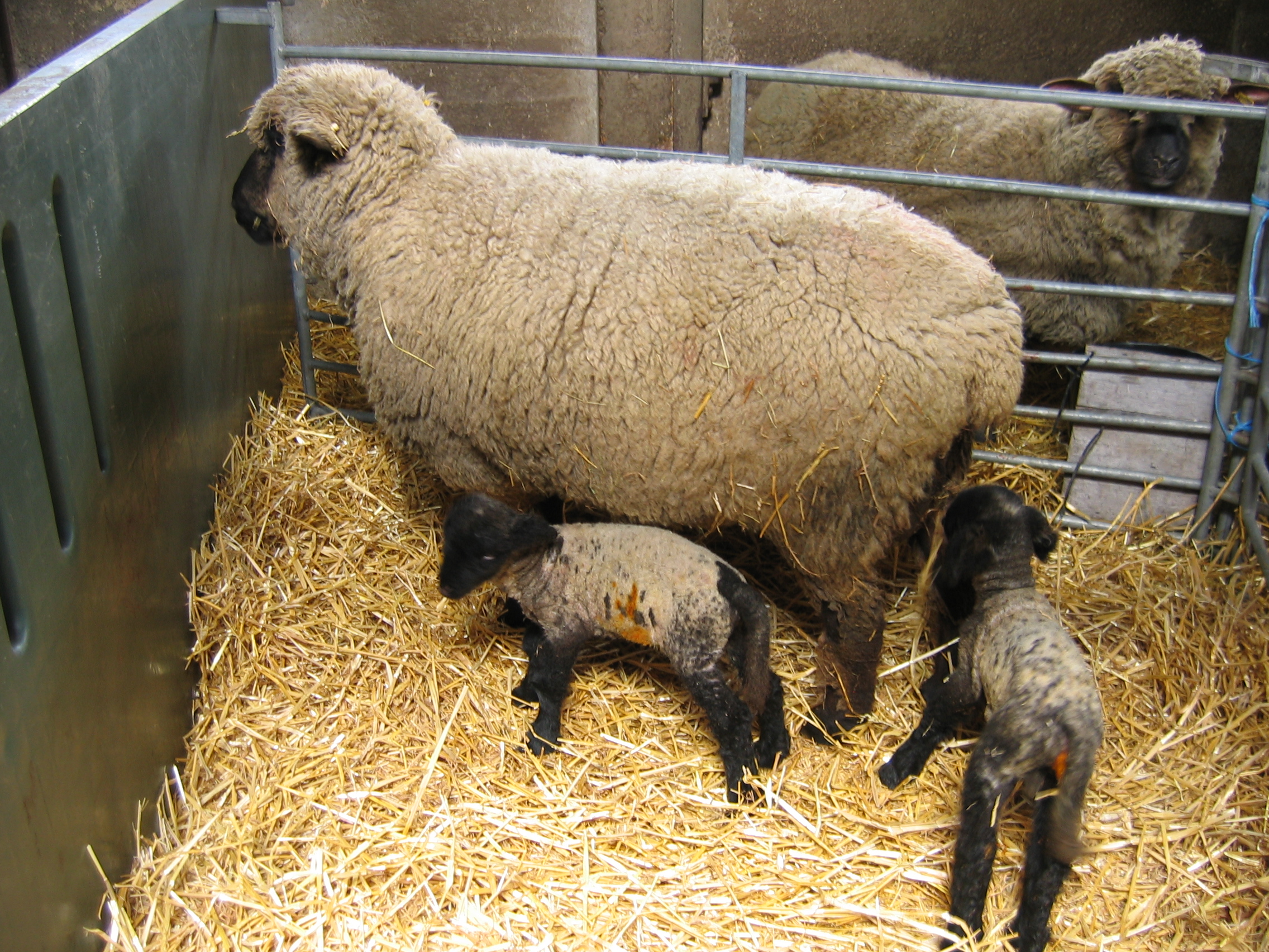 Tweelinglammerziekte bij schapen voorkomen