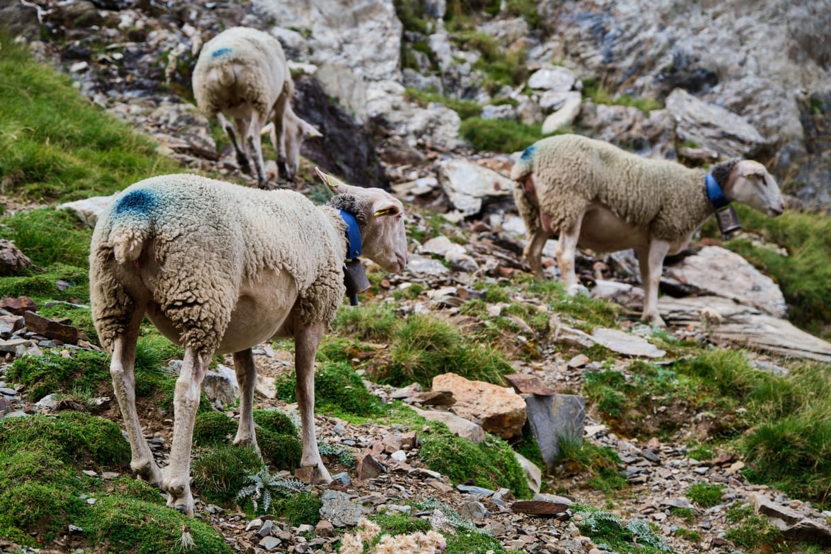Flushing bij schapen: ooien in conditie voor het dekseizoen