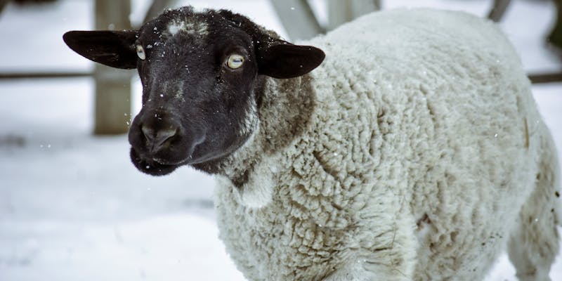 Schapen voeren in de winter: compleet overzicht