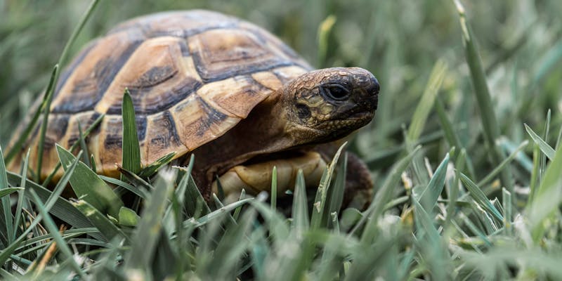 Schildpad voeding: wat eet een land- of waterschildpad?