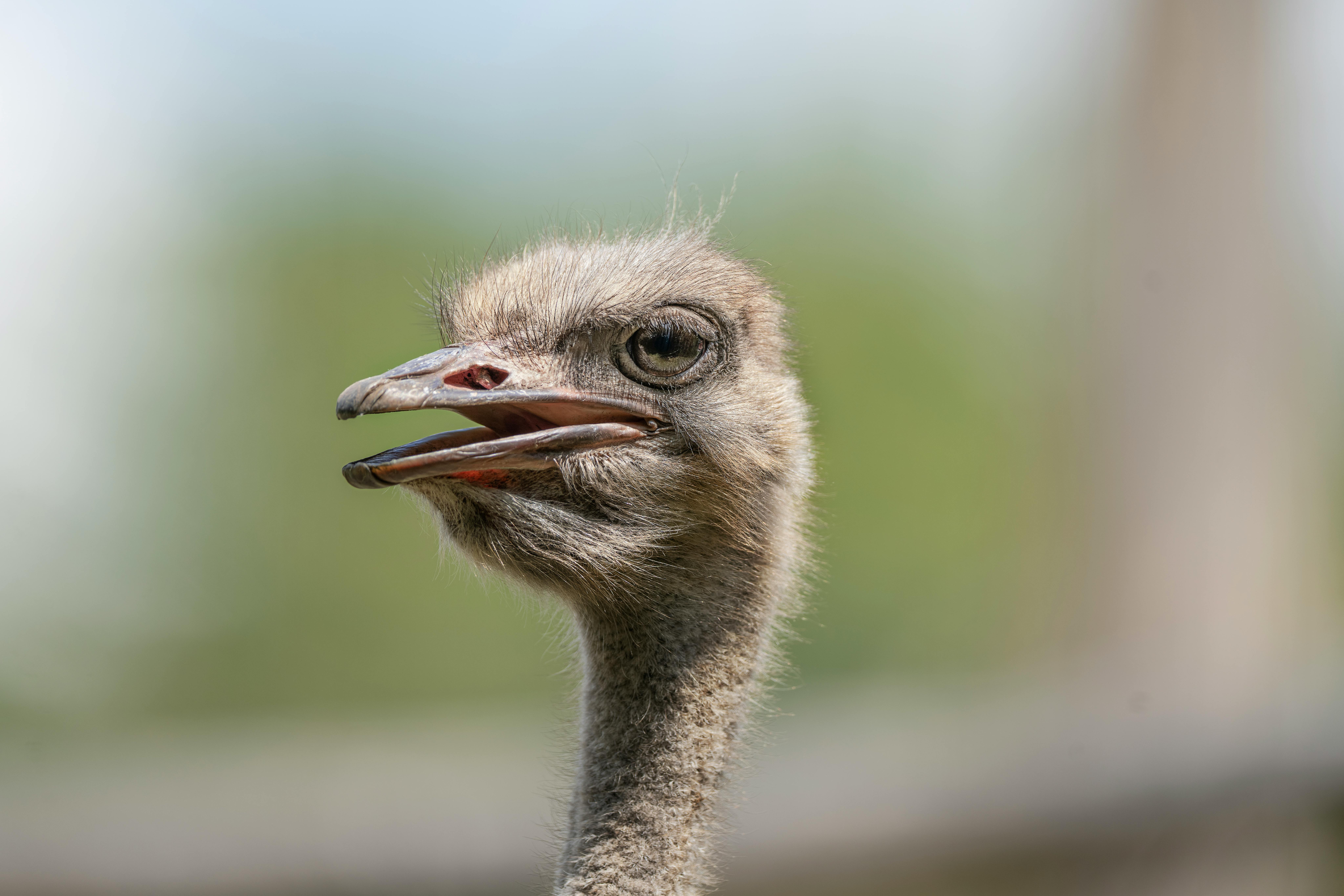 Loopvogels voeren: struisvogel, emoe en nandoe