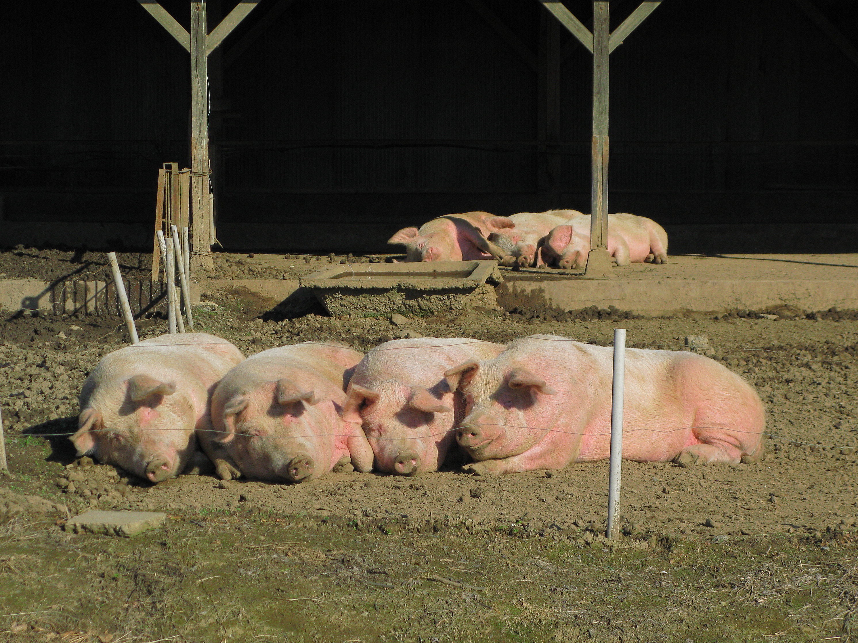 Varkens en hittestress: voeding aanpassen bij warm weer