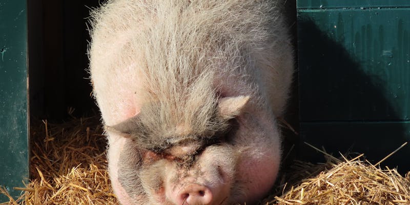 Varkens voeren voor beginners: wat moet je weten?
