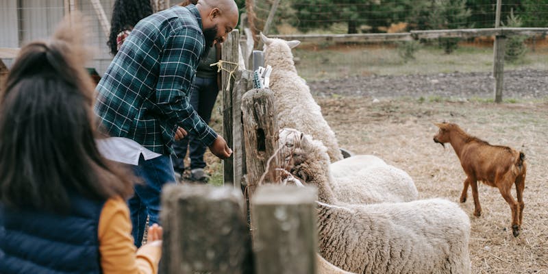 Online voerberekening voor al uw dieren