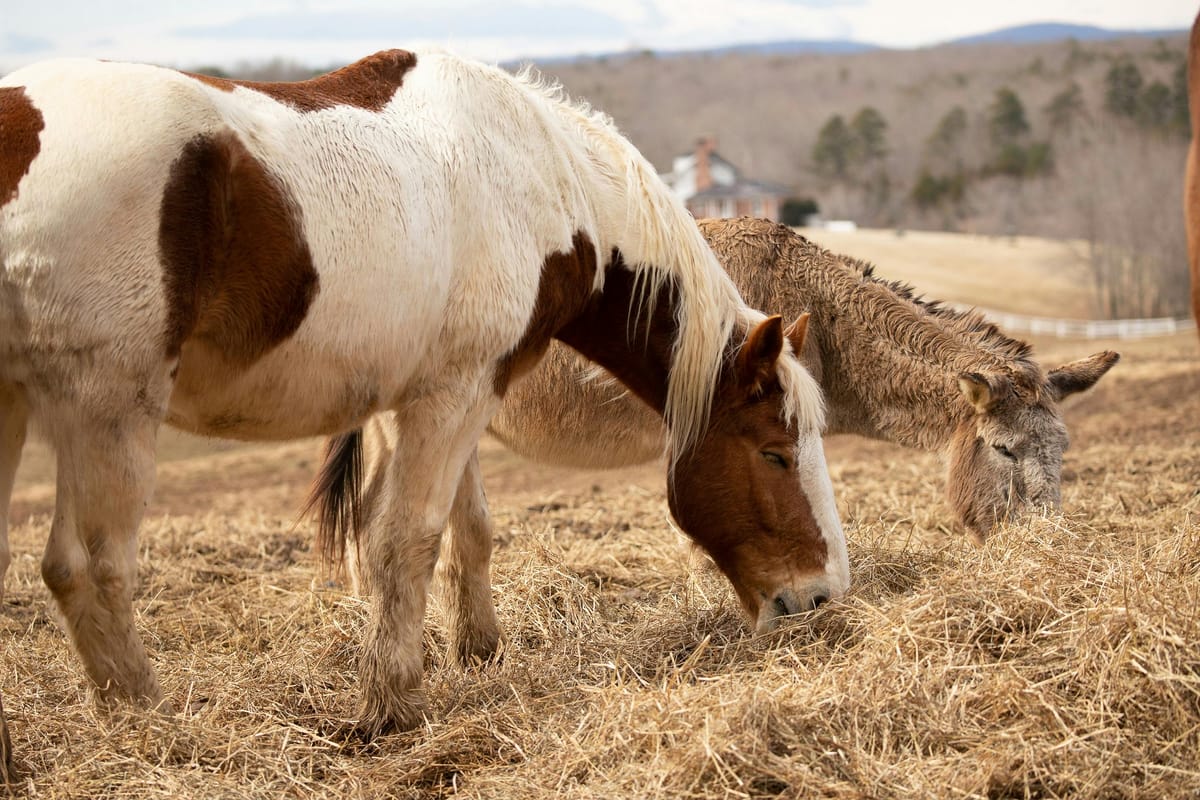 Waarom ezels geen paarden zijn (qua voeding)
