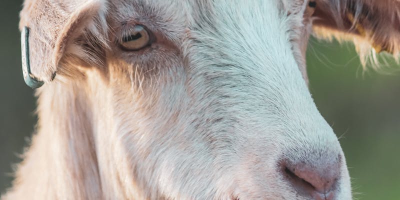 Wat eten geiten? Praktische voedingsgids