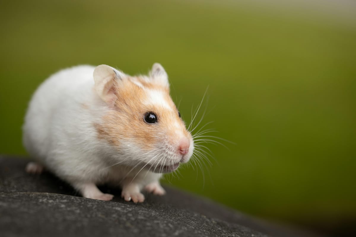 Wat mag een hamster niet eten? Giftig en gevaarlijk voer op een rij